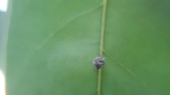 Chrysopidae