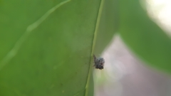 Chrysopidae