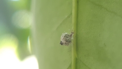 Chrysopidae