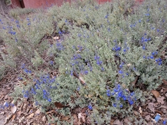 Salvia chamaedryoides