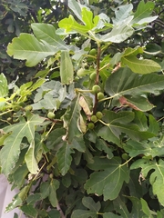 Ficus carica