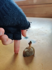 Dissingia crassitunicata