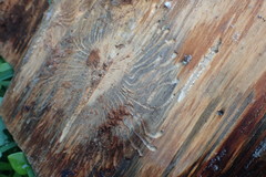 Phloeosinus cupressi