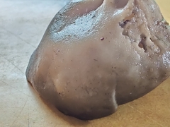 Dissingia crassitunicata