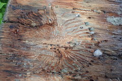 Phloeosinus cupressi