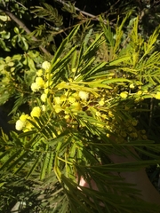 Acacia irrorata