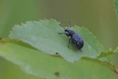 Otiorhynchus tristis