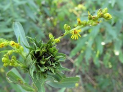 Rhopalomyia capitata