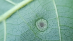 Arthropoda