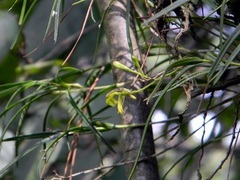 Epidendrum lowilliamsii