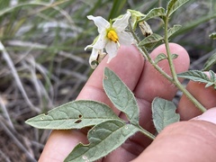 Solanum jamesii
