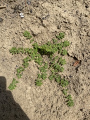 Euphorbia humistrata