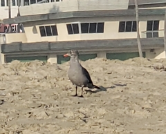 Larus heermanni
