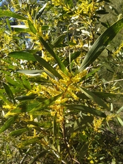 Acacia longifolia sophorae