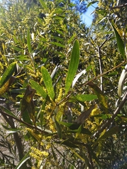 Acacia longifolia sophorae