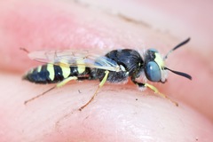 Philanthus albopilosus