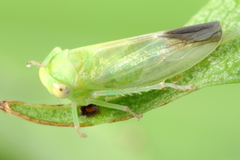 Populicerus gillettei