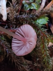 Mycena rosella