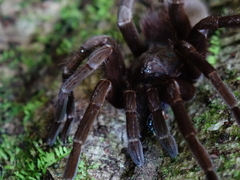 Sericopelma