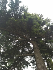 Cedrus deodara