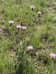 Cirsium wheeleri
