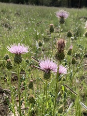 Cirsium wheeleri