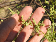 Chenopodiastrum hybridum