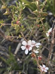 Leptospermum squarrosum