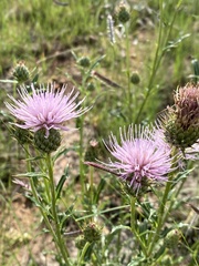 Cirsium wheeleri