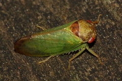 Iassus lanio