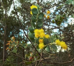 Acacia podalyriifolia