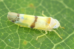 Empoa casta