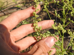 Chenopodiastrum hybridum