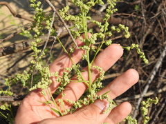 Chenopodiastrum hybridum