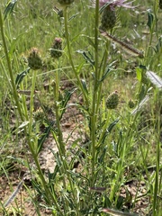 Cirsium wheeleri
