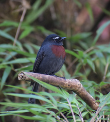 Ochthoeca thoracica