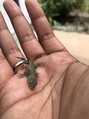Sceloporus occidentalis