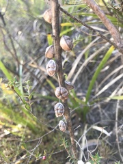 Leptospermum squarrosum