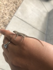 Sceloporus occidentalis