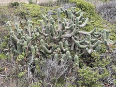 Austrocylindropuntia