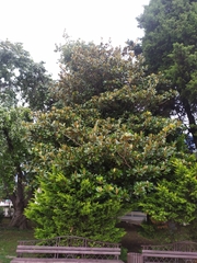 Magnolia grandiflora