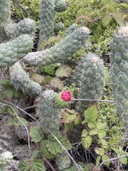 Austrocylindropuntia