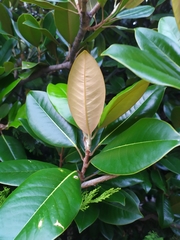 Magnolia grandiflora