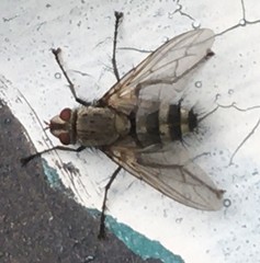 Microphthalma disjuncta