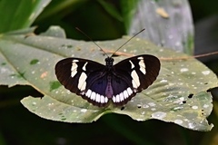 Heliconius cydno cydnides