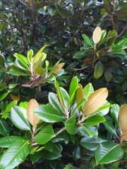 Magnolia grandiflora