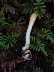 Trichoderma leucopus