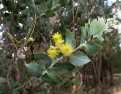 Acacia podalyriifolia