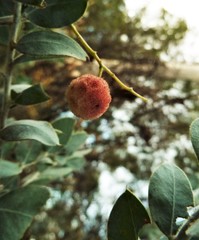 Acacia podalyriifolia
