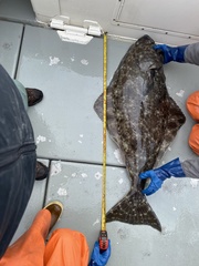 Hippoglossus stenolepis